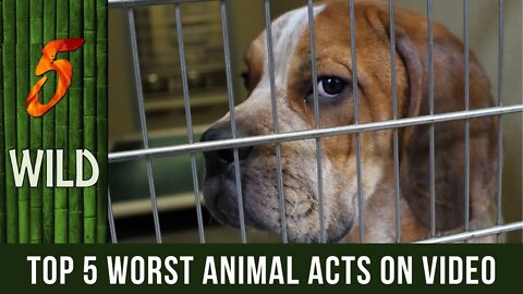 Top 5 Heartbreaking Animal Cruelty Caught On Video | 5 WILD