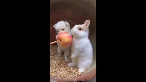 dog and bunny eating apply together|funnyanimals|cutepuppyandrabit