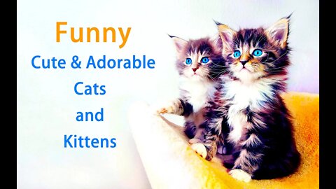 Beautiful and funny cats video Cute cats and kittens video compilation