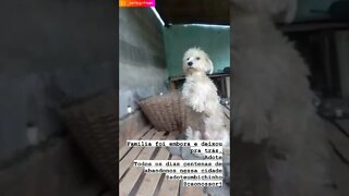 Família foi embora e abandona cachorro #shorts