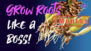 10 WEEKS from ZERO to POT BOUND 🙌🏼| How to GROW ROOTS like a BOSS! 🤩👍🏼Orchid Care for Beginners