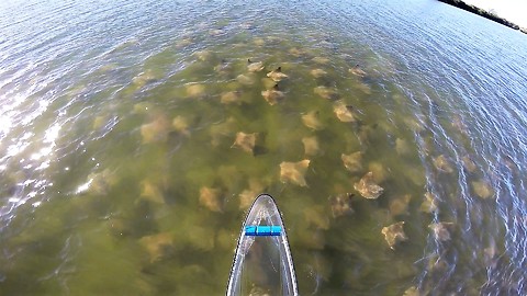 Huge school of stingrays surrounding transparent canoe
