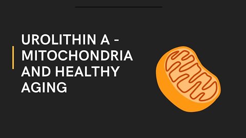 Urolithin A supplement benefits - Mitochondria and Healthy Aging || #urolithinamitochondria