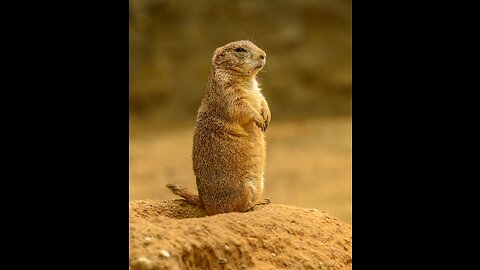 Prairie dogs kiss-did you know that...