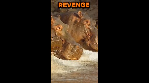 Revenge 😈 Crocodile vs Hippos #wild #wildanimals #crocodiles