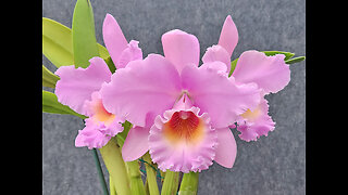 2023-1 January St. Augustine Orchid Society's Virtual Show Table