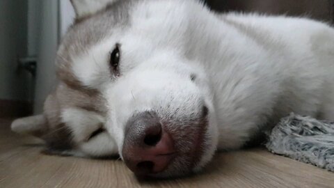 Mom, I'm so sleepy right now. Husky puchi, cute as he sleeps.