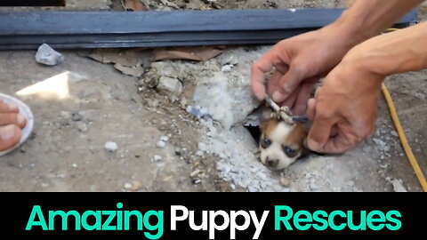 Heartwarming Puppy Rescues