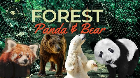 🐻 Explore the Fascinating World of Bears! 🌿🐼 | Bear | Panda | Red Bear @animalvalley
