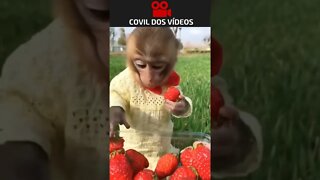 macaquinho comendo morango 😍😍😍