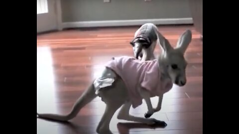 Adorable Baby Kangaroo Videos