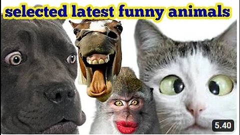 These are the funniest animal videos, hilarious dogs, that have recently been compiled #10