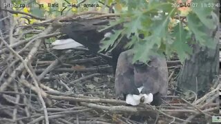 Hays Eagles Dad brings Mom a gift fish 2020 10 07 458pm