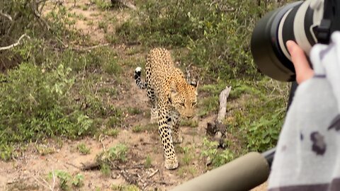 Close leopard encounter