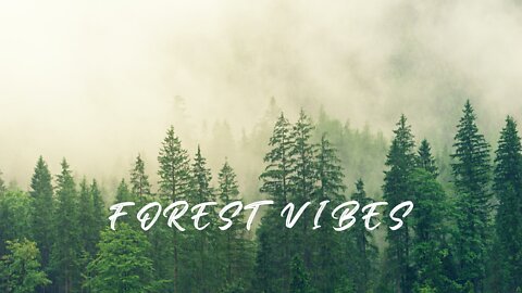 Forest Videos with Ambient and Calm Vibes