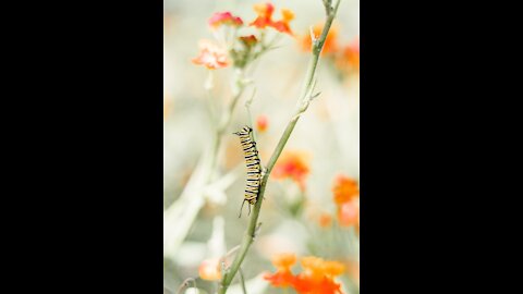 Caterpillar in Nature 2