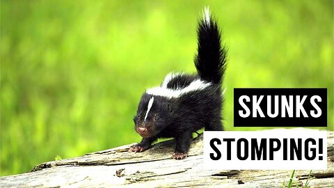 Baby Skunks Trying To Spray - Funniest Compilation