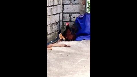 Cobra vs chicken death match