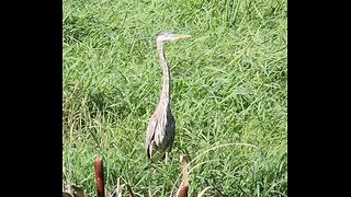 Great Blue Heron Catches Fish - Mallard Ducks Feeding & Preening