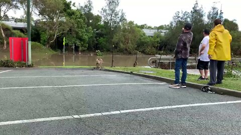 Flash Flooding in Gold Coast 🇭🇲