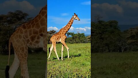 Rothschild's Giraffe #Wildlife | #ShortsAfrica