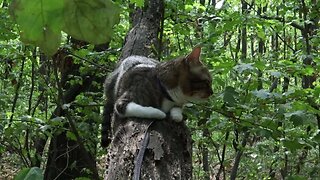 Forest Cat Loves to Climb on Tree Branches