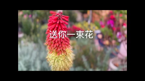 送你一束花 [大火诗选] ('Bouquets of flowers, A Dahuo Poem) with Ambient Music.