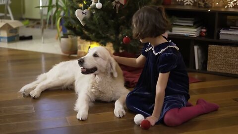 Girl playing with happy golden retriever on the background of Christmas tree