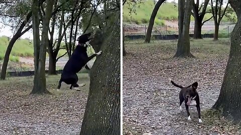 Fearless Dog Climbs Tall Tree With Ease