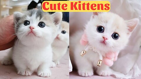 Cute Baby Cats - Cute and Funny Cat Videos Compilation 2023