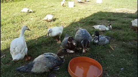 Muscovy Ducklings and some others enjoying a drink and some grass on a very hot day 4th March 2022