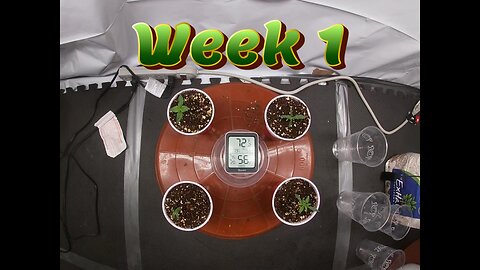 Week 1 Photoperiod Grow (Seedlings, Underwatered?)