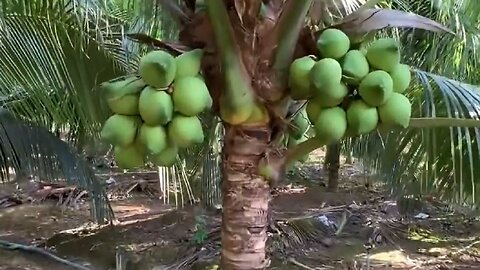 How to Fertilize Coconuts Naturally & NPK-Based Fertilizer to Get a Lot of Fruit: My Tip