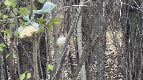 Beautiful Red-Bellied Wood Pecker James Gardens Toronto