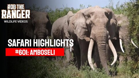 Safari Highlights #601: 10 March 2021 | Amboseli/Zebra Plains | Latest Sightings