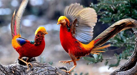 Beautiful Golden Pheasants and Wading Birds (Part3)
