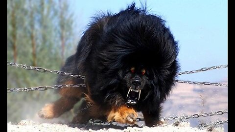 Unleash the Beasts: Top 20 Most Powerful Dogs on the Planet 🐾💥 - Animal Vised