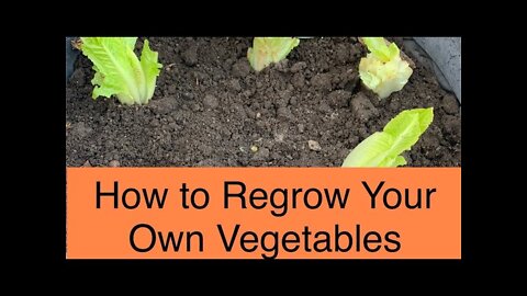 How To REGROW VEGETABLES
