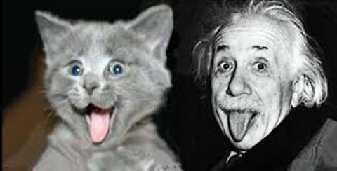 Intelligence Cat Like Albert Einstein
