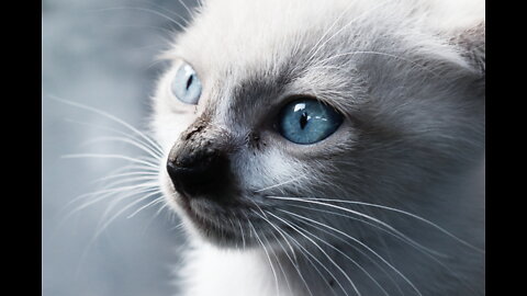 Fun facts and myths about Balinese cats!!!