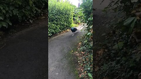 Belfast zoo peacock