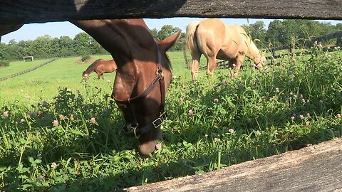 Pasture renovation improves forage quality for school's horses