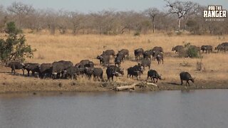 Large Procession Of Buffalo Coming To The Water | Iconic Africa