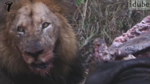 Male Lion Eating An African Buffalo (In The Rain)