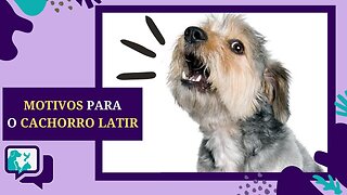 Razões Comuns para LATIR DE CACHORRO