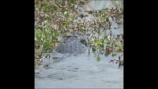 florida Gator