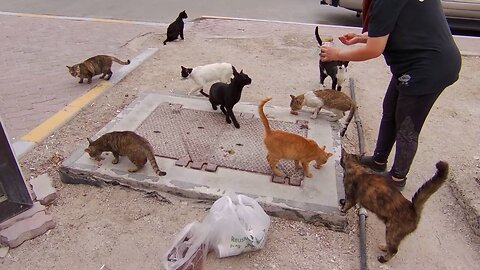🟢24/7 stream of us feeding and bonding with street cats🟢calm music in the background