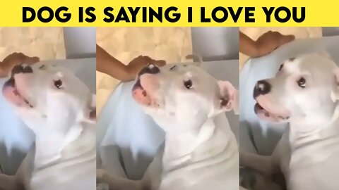 Dog is saying i love you - Dog funny video