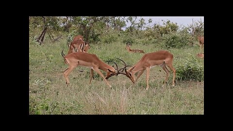 Impala Rams Fighting