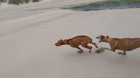 Vizsla vs Greyhound